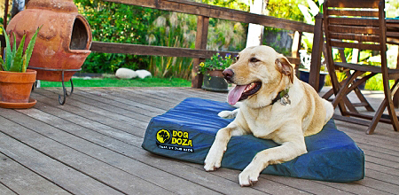 memory foam dog beds